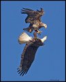 _4SB0594 adult and immature bald eagle